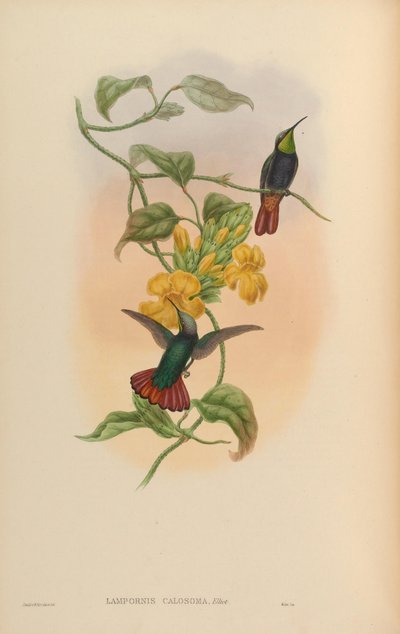 Lampornis calosoma - John Gould